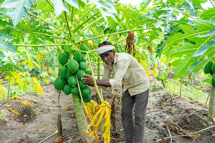 eco-friendly-agriculture-inputs_about_img