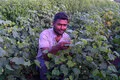 productivity-of-farmers_about_img