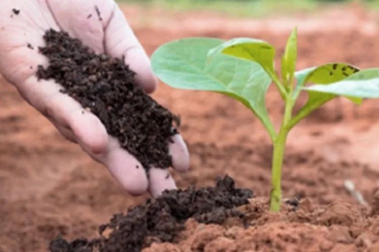 Composting_blog_image