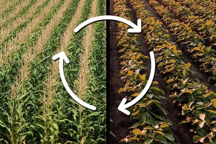 crop_rotation_blog_image