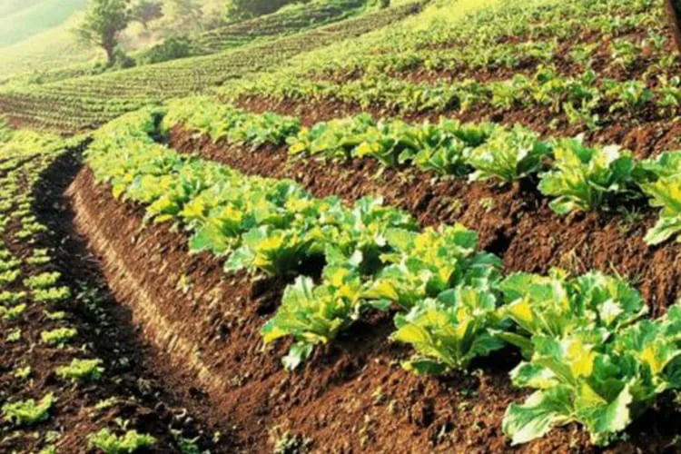 eco-friendly agriculture_blog_image