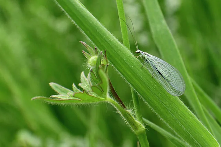 natural predators_blog_image