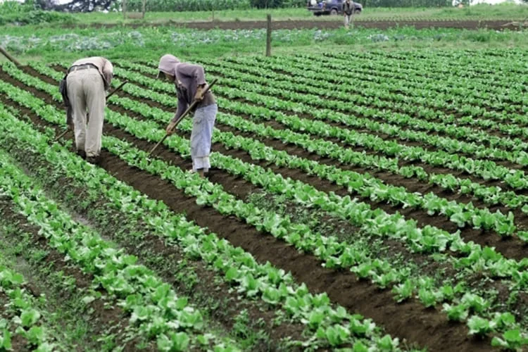 Organic Agriculture_blog_image