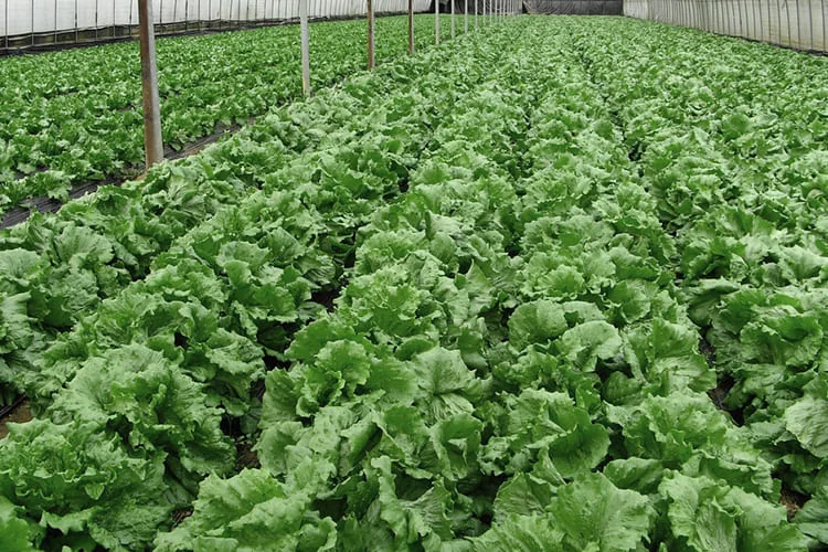 Organic Harvests_blog_image