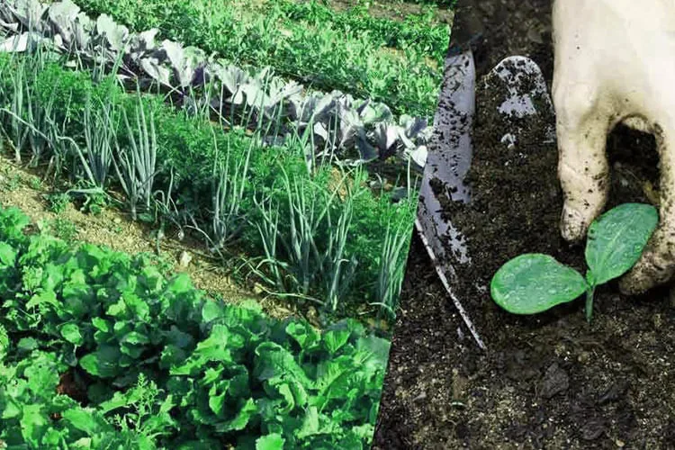 Organic manure_blog_image