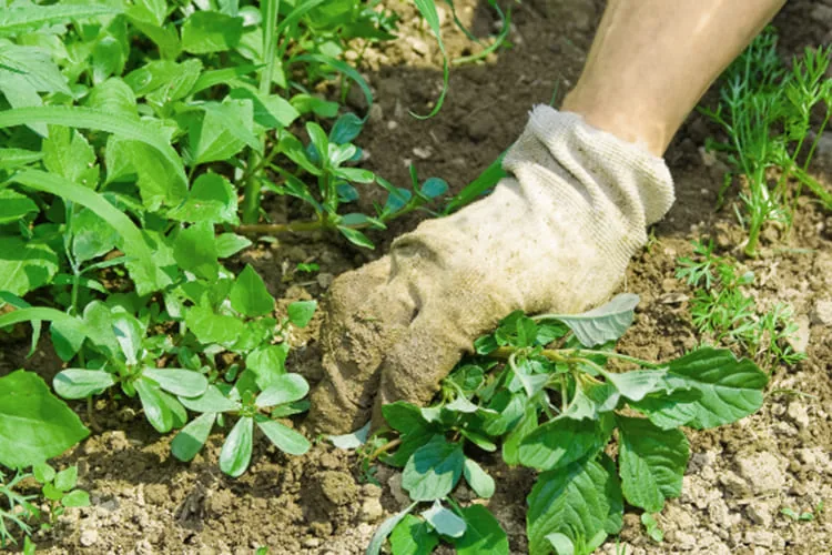 weed_management_blog_image weed_management_blog_image