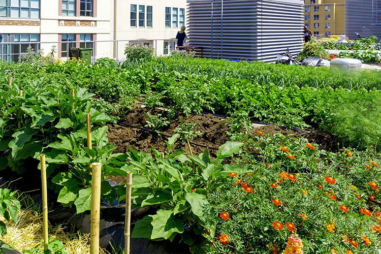The Benefits of Creating Urban Gardens in the City IMG The Benefits of Creating Urban Gardens in the City IMG