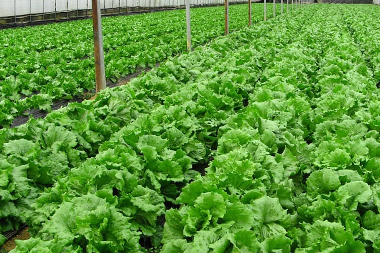 10 Easy Steps to starting an Organic Farm img 10 Easy Steps to starting an Organic Farm img