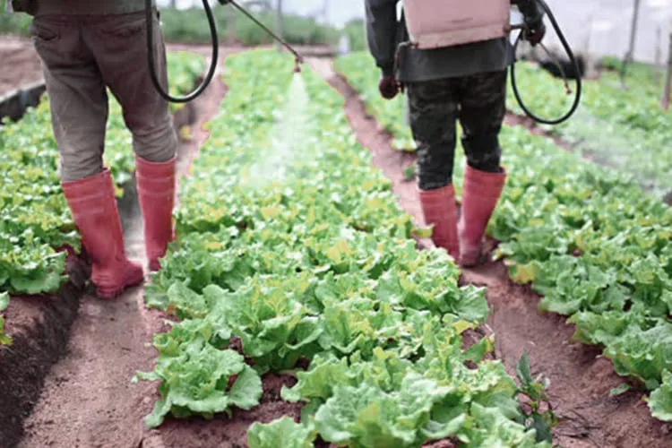 Top Organic Pest Control Methods for a Healthy Harvest img