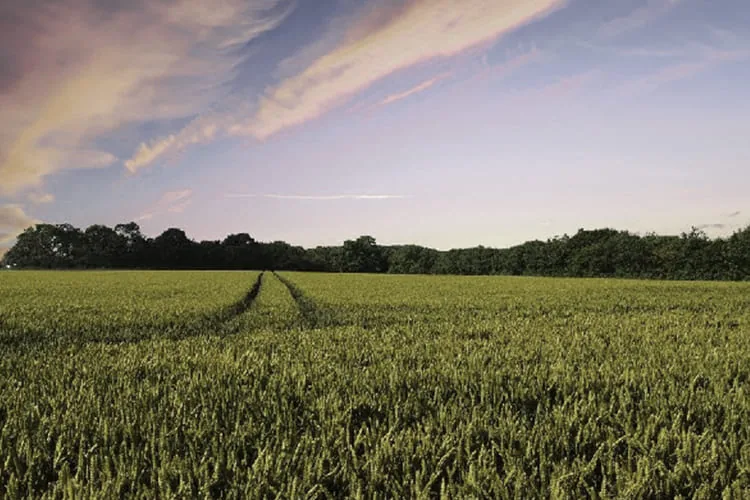 Organic Farming vs. Conventional Farming-blog-image