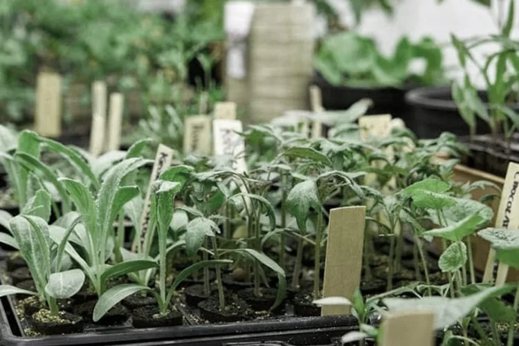 organic-farming-for-beginners-blog-image
