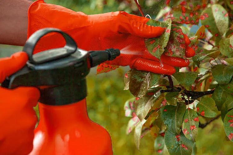 fungicides_blog_image fungicides_blog_image