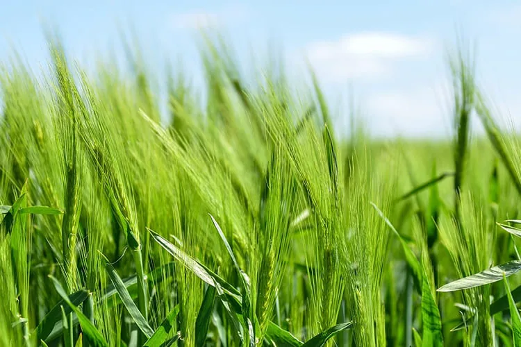 greener future_blog_image greener future_blog_image