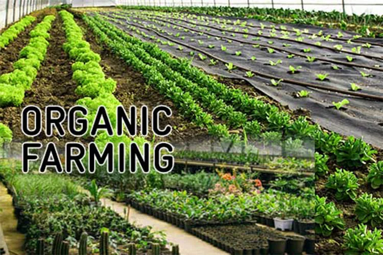 organic_farming_blog_image organic_farming_blog_image