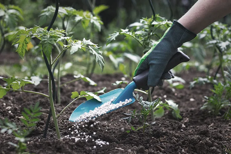 organic_manure_blog_image