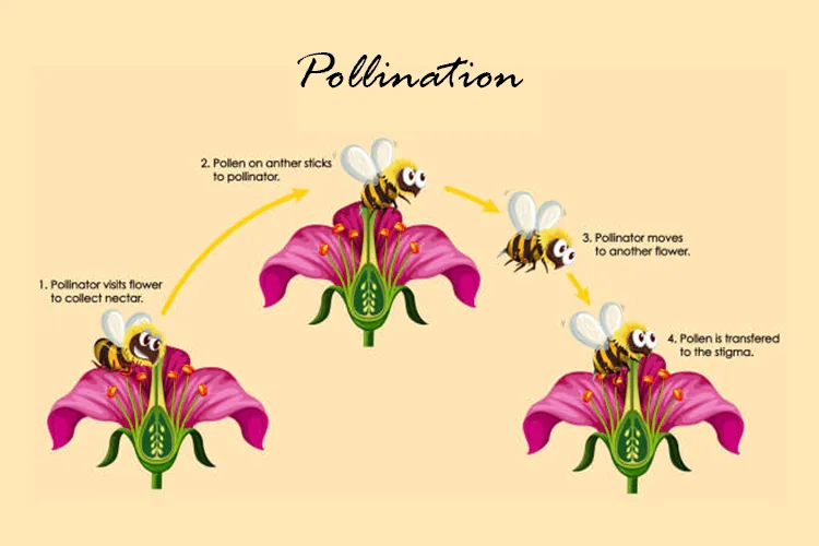 pollinators_blog_image pollinators_blog_image