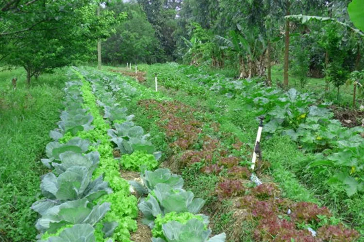 The Future of Eco-Friendly Agriculture img The Future of Eco-Friendly Agriculture img