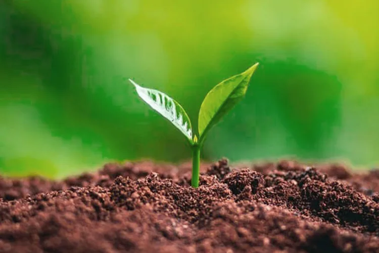 Organic-Farming-blog-image