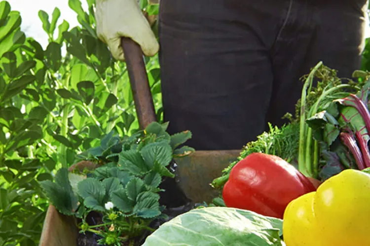 Organic farming-blog-img Organic farming-blog-img