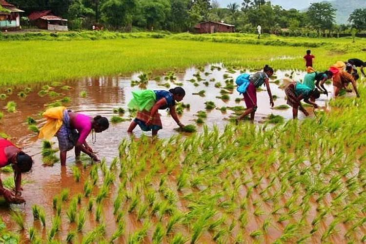 natural-agriculture-blog-image natural-agriculture-blog-image