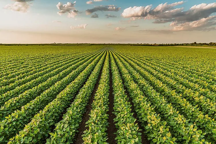 Sustainable Agriculture-blog-image Sustainable Agriculture-blog-image