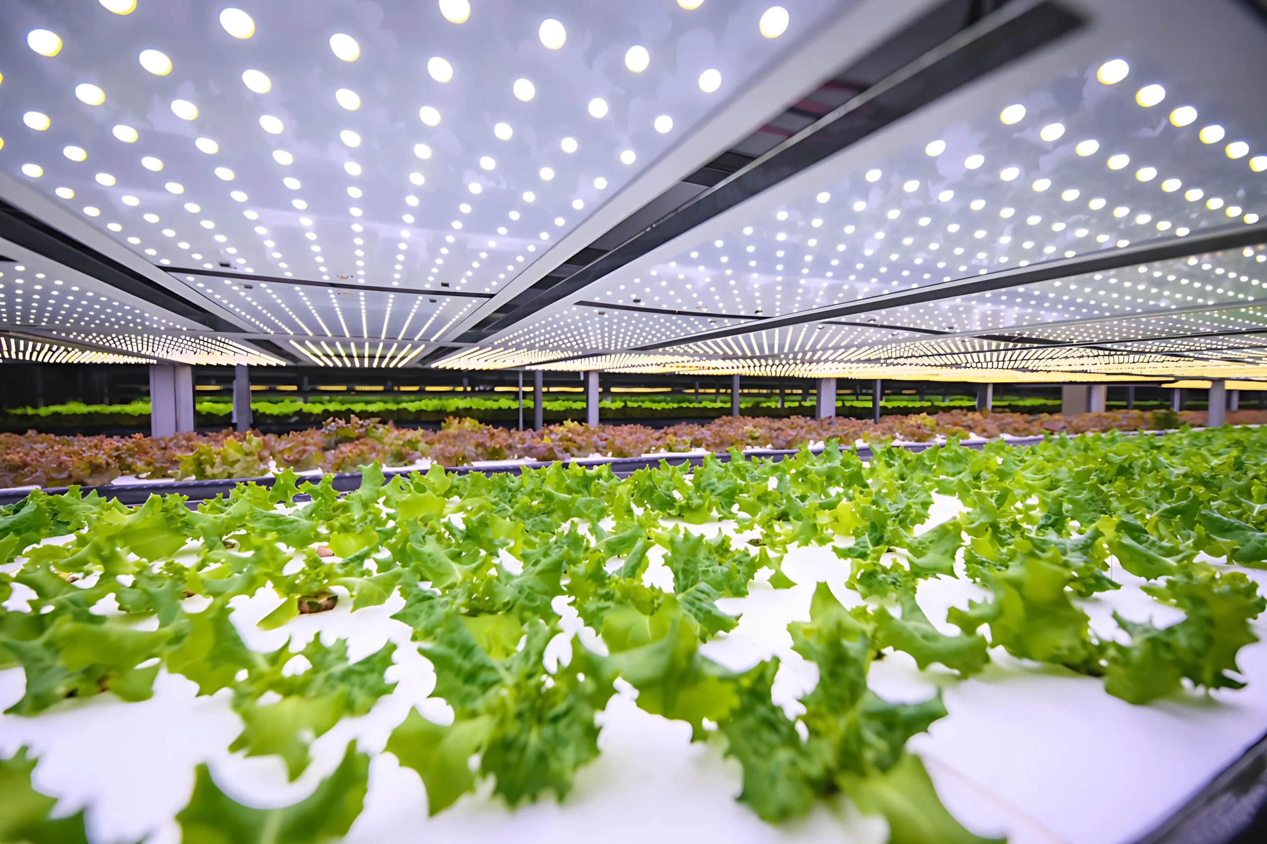 organic agriculture_blog_img