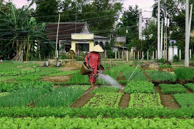 can-organic-farming-produce-enough-food-blog-image can-organic-farming-produce-enough-food-blog-image