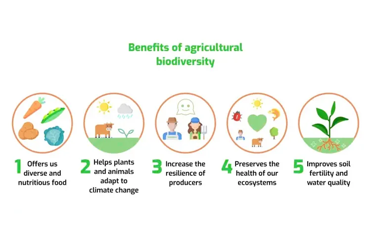 how-biodiversity-farming-saves-insect-populations-blog-image how-biodiversity-farming-saves-insect-populations-blog-image