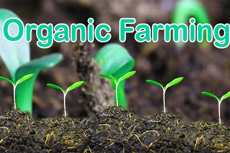 how-the-indian-farmers-contribute-to-organic-agriculture-blog-image how-the-indian-farmers-contribute-to-organic-agriculture-blog-image