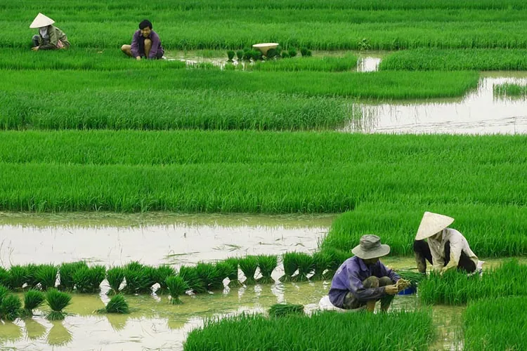 eco-friendly-farming-with-organic-solutions-blog-image eco-friendly-farming-with-organic-solutions-blog-image