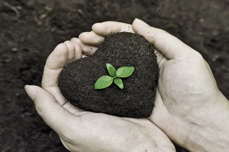 Organic Soil Health: Maximizing Crop Yields Naturally img