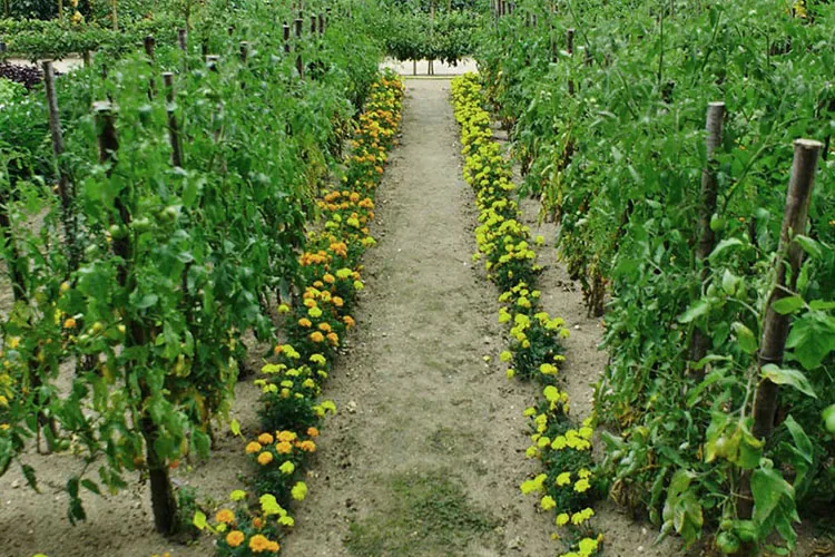 Harnessing the Power of Companion Planting img