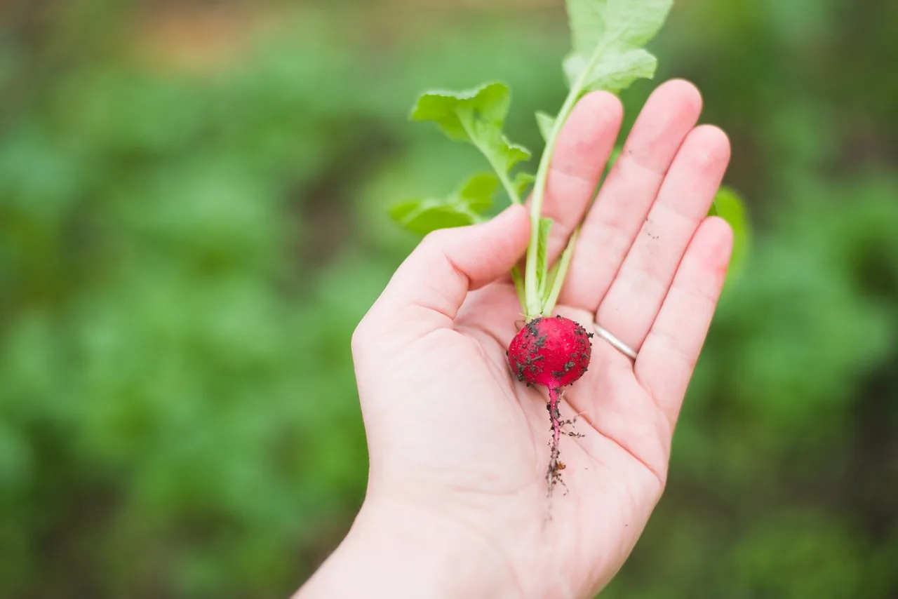future_of_organic_farming_blog_image future_of_organic_farming_blog_image