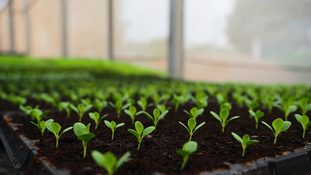 impact_of_Organic_Farming_indochem_blog_image