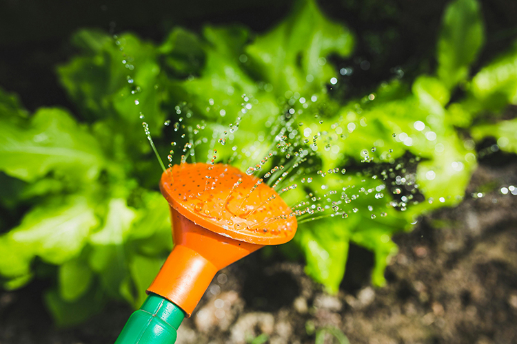 Indochem Agrovat: Revolutionizing Organic Farming for a Healthier Tomorrow img