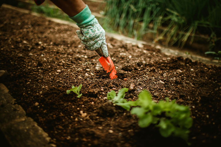 Embracing Organic Farming: A Natural Path to Sustainable Agriculture img