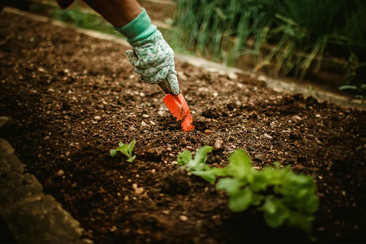 Embracing Organic Farming: A Natural Path to Sustainable Agriculture img