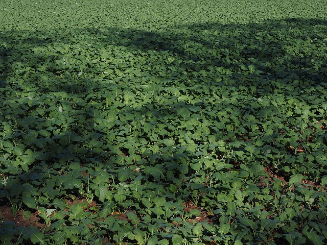 green_manure_indochem_blog-image