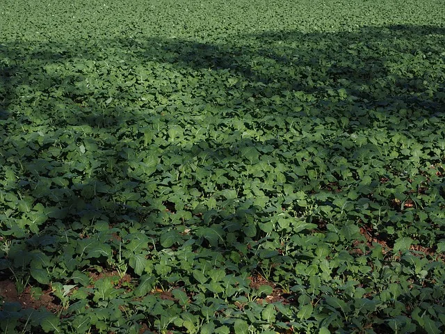 green_manure_indochem_blog-image