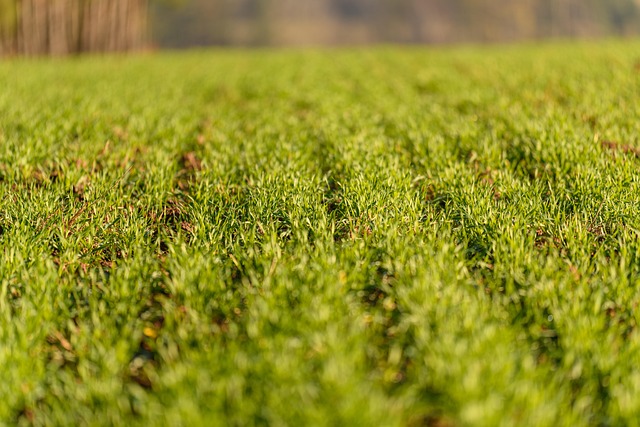 natural-farming _indochem_blog-image