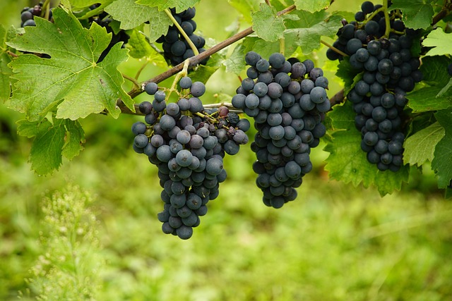 organic-agriculture_indochem_blog-image