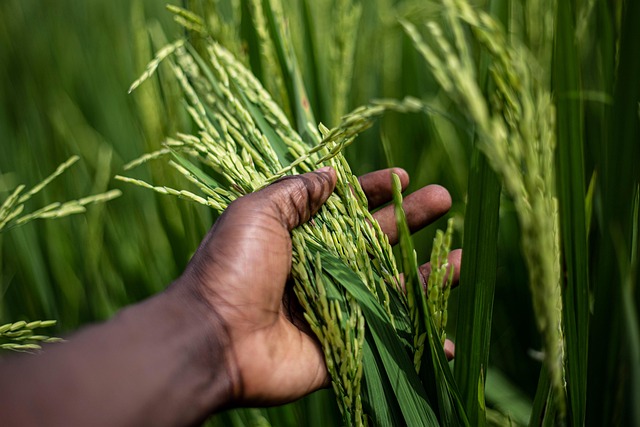 organic-farming _indochem_blog-image organic-farming _indochem_blog-image