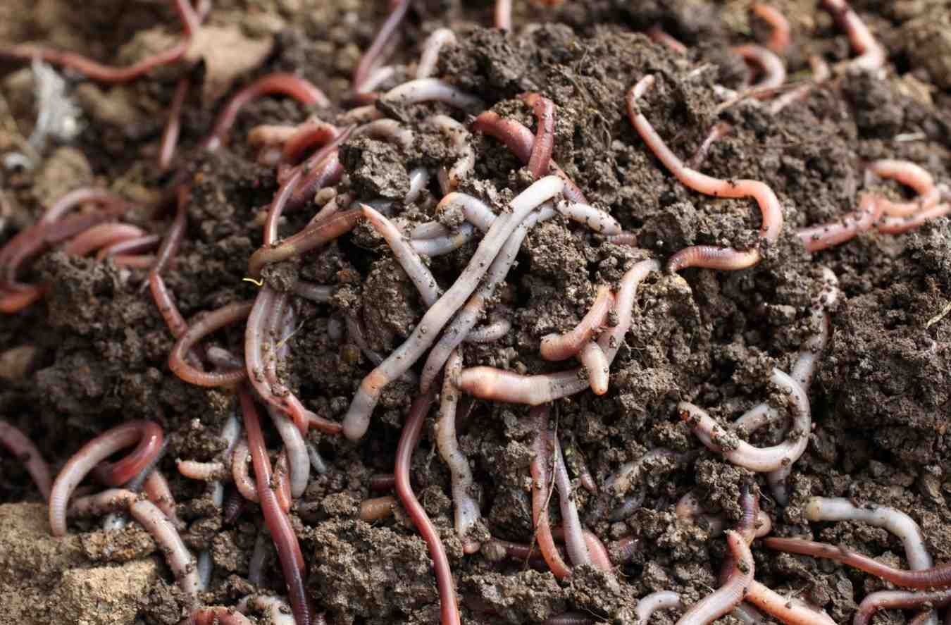 vermicompost_indochem_blog-image