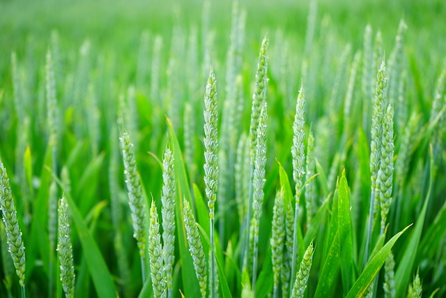 eco-safe_crop_care_indochem_agrovet_blog-image eco-safe_crop_care_indochem_agrovet_blog-image