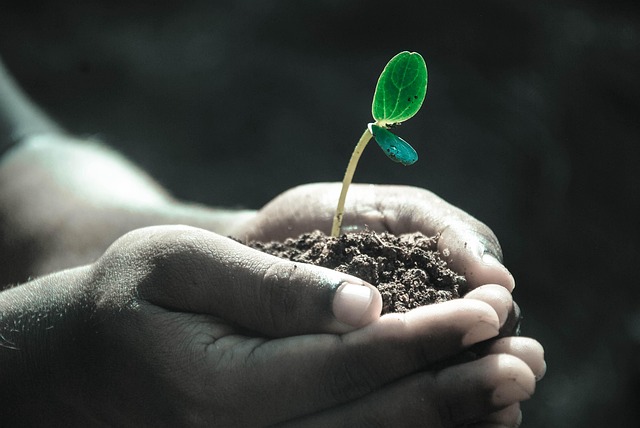 green_manure _indochem_agrovet_blog-image