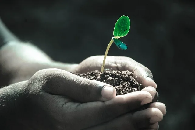 green_manure _indochem_agrovet_blog-image