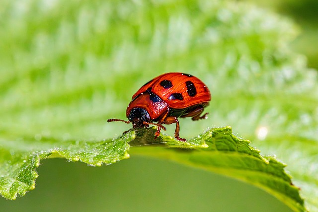 natural_pest_prevention _indochem_agrovet_blog-image