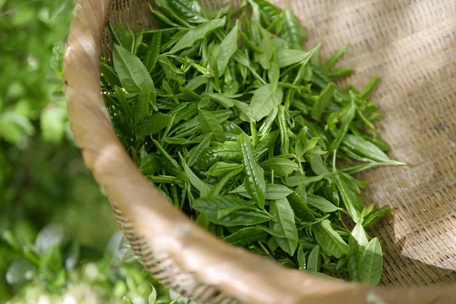 organic_agriculture_solutions_indochem_blog-image organic_agriculture_solutions_indochem_blog-image