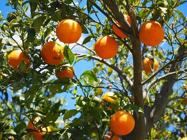 organic_agriculture_product_indochem_agrovet_blog-image organic_agriculture_product_indochem_agrovet_blog-image