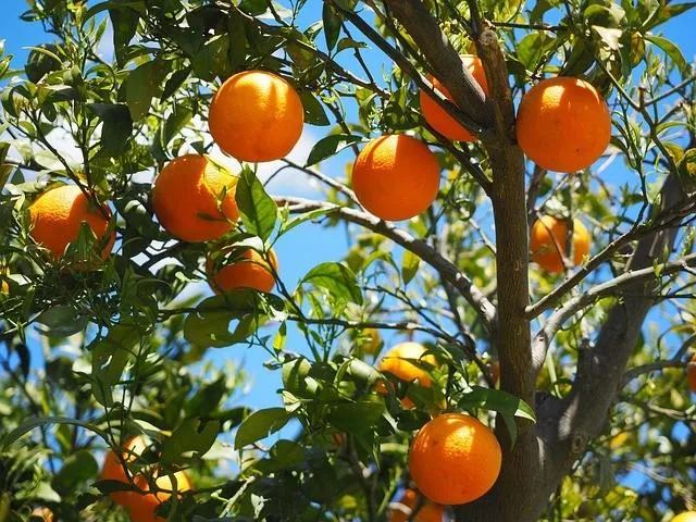 organic_agriculture_product_indochem_agrovet_blog-image organic_agriculture_product_indochem_agrovet_blog-image